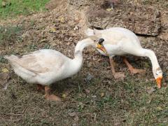 (Domestic Swan Goose) pair