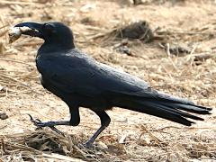 (Large-billed Crow) walking