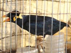 (Common Hill Myna) caged