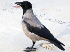 (Hooded Crow) beach