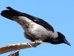 (Hooded Crow) crouching