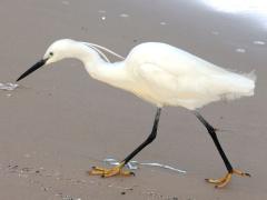 (Little Egret) beach combing