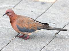 (Laughing Dove) standing