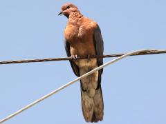 (Laughing Dove) perching
