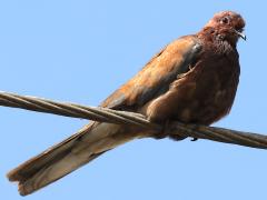 (Laughing Dove) perching
