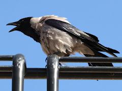 (Hooded Crow) crowing