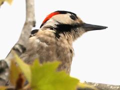 (Syrian Woodpecker) male