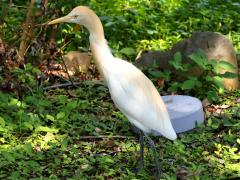 (Eastern Cattle Egret) standing