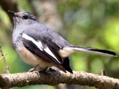 (Oriental Magpie Robin) perching