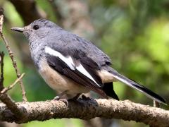 (Oriental Magpie Robin) profile