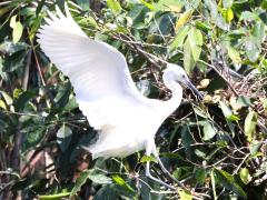 (Little Egret) lands