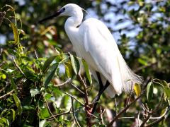 (Little Egret) perching