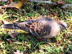 (Taiwan Oriental Turtle-Dove) profile