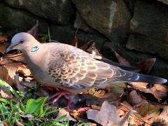 (Taiwan Oriental Turtle-Dove) standing