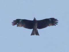 (Black Kite) soars