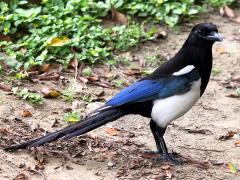 (Oriental Magpie) standing