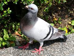 (Feral Pigeon) forages