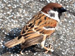 (Eurasian Tree Sparrow) saturatus dorsal