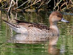 (Northern Pintail) female