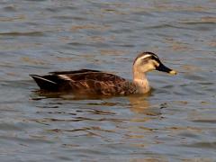 (Eastern Spot-billed Duck) female