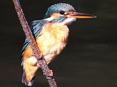 (Common Kingfisher) bengalensis perching
