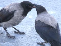 (Hooded Crow) feeding