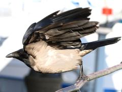 (Hooded Crow) takeoff