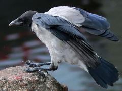(Hooded Crow) balance