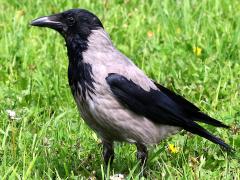 (Hooded Crow) standing