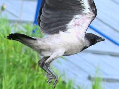 (Hooded Crow) takes off