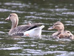 (Greater White-fronted Goose) swimming