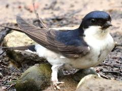 (Common House Martin) standing