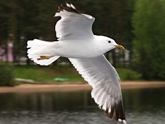 (Mew Gull) flight