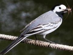 (White Wagtail) dorsal