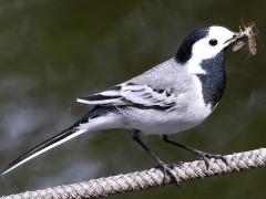 (White Wagtail) profile
