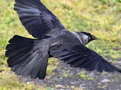 (Eurasian Jackdaw) flight