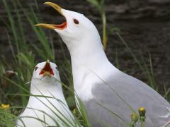 (Mew Gull) pair calling