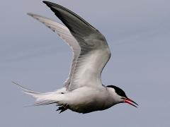 (Common Tern) crying flight