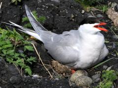 (Common Tern) crying nest