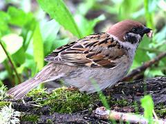 (Eurasian Tree Sparrow) feeds