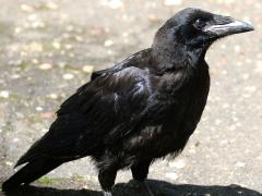 (Common Raven) standing