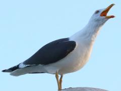 (Lesser Black-backed Gull) calls