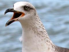(Yellow-legged Gull) juvenile calling