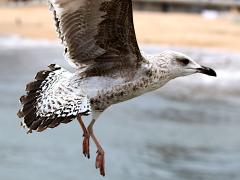 (Yellow-legged Gull) juvenile lands