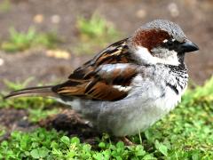 (House Sparrow) male