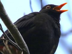 (Eurasian Blackbird) sings