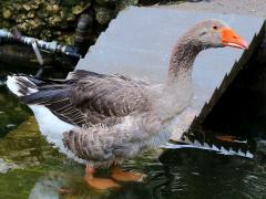 (Domestic Greylag Goose) standing