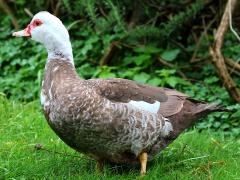 (Domestic Muscovy Duck) standing