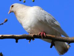 (Feral Pigeon) white perching