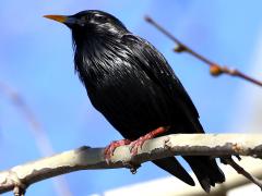 (Spotless Starling) male perching